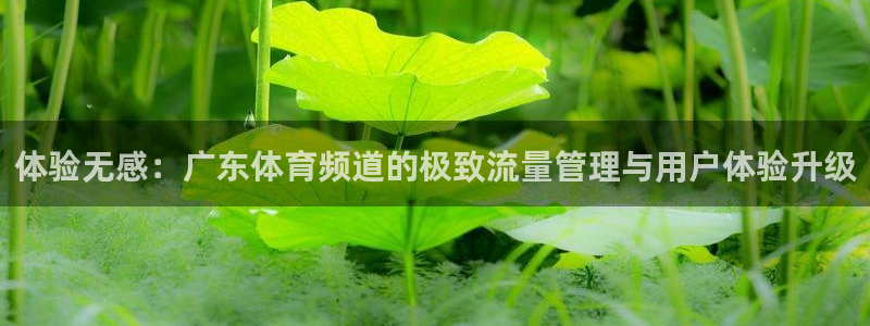 体验无感：广东体育频道的极致流量管理与用户体验升级