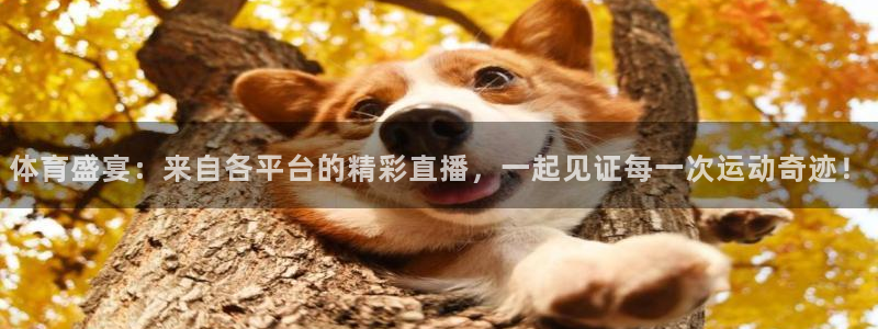 体育盛宴：来自各平台的精彩直播，一起见证每一次运动奇迹！