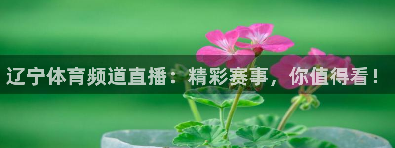 辽宁体育频道直播：精彩赛事，你值得看！
